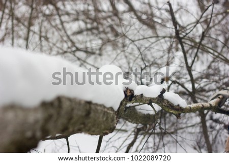 branch of a tree in the snow bokeh