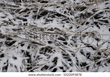Snow covered dry grass. Soft focus photo of texture strewn lightly with snow. Winter background.