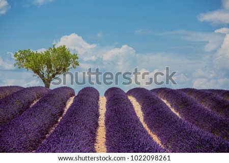 lavender field at provence, south of France