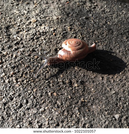 Snail crawling on the concrete floor in a sunny day