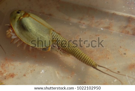 Close up of prehistoric Shield Shrimp.
Considered a living fossil, the Triops Australiensis emerges from the desert sands after heavy rain.