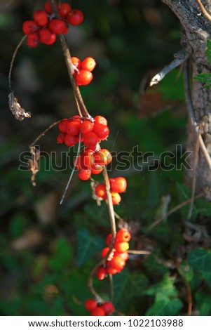 Red berries of Schisandra chinensis, Magnolia Vine, Five Flavoured Fruit, Wu Wei Zi
