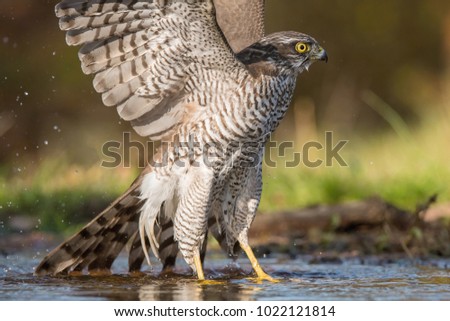 The Eurasian Sparrowhawk, accipiter nisus is bathing in forest waterhole in the beautiful colorful autumn environment. Pretty colorful contrasting backround with nice bokeh, opened wings
