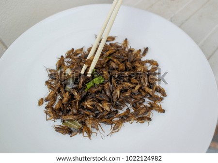 Fried crickets on a white dish, a street food of Thailand 