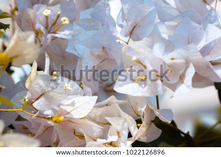 Beautiful white bloming bougainvillea flowers, image for nature background or nature wallpaper.Macro photo.
