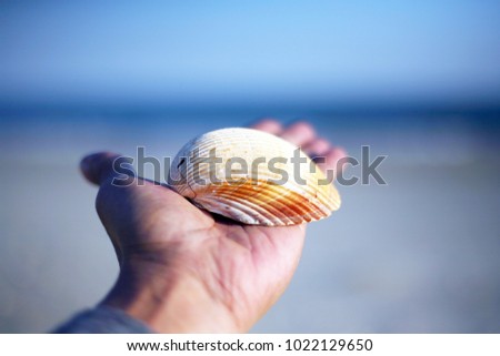 Hand holding seashell in spring or summer in sea and beach blurry background.