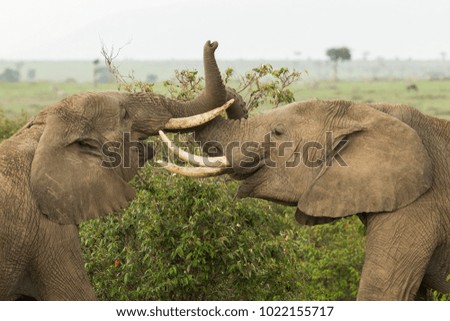 two young elephants playing with their tusks and trunks on the grasslands of the Maasai Mara, Kenya