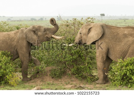 two young elephants playing with their tusks and trunks on the grasslands of the Maasai Mara, Kenya