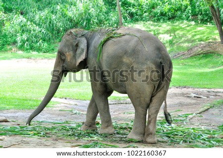 A symbol animal of Thailand, Happy elephant
say hello to people at Maesa elephant nurse in Chiang Mai Thailand.