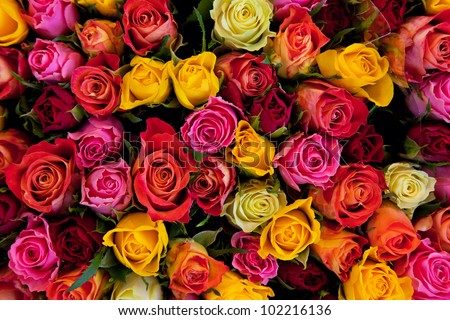 Colorful roses background. Beautiful, high quality, good for holidays, valentines's gift.