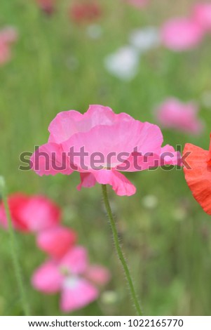 Macro details of colorful poppy flowers at field