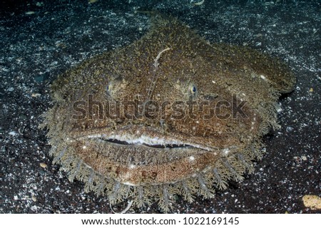 Monkfish with Large Mouth Lurking for Food on Sandy Bottom of Osezaki, Japan Royalty-Free Stock Photo #1022169145