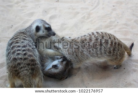 Three playing meerkats Suricatta suricatta) 