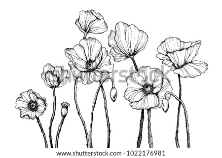 Vector line art with poppies. Black wall art. Monochrome floral background wallpaper. Flower ornament good for web, print and stencil. Royalty-Free Stock Photo #1022176981