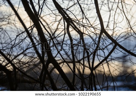 colorful winter sunset on frozen river ice with tree silhouettes and blur background