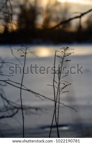 colorful winter sunset on frozen river ice with tree silhouettes and blur background