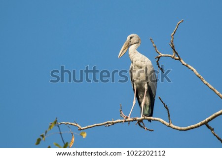 Image of Asian openbill stork (Anastomus oscitans) on the branch on the sky background. Bird, Wild Animals.