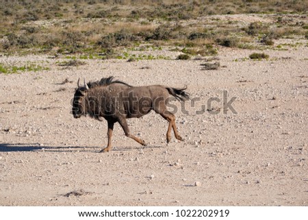 black wildebeest Connochaetes gnou, walking on the open plains, safari in Namibia, Africa