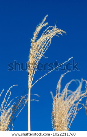 Ornamental grass blowing in the wind, against a clear blue sky