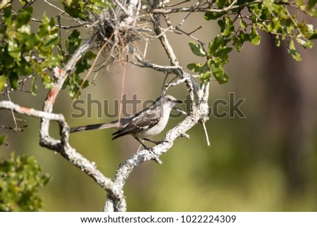 Common mockingbird Mimus polyglottos perches in a bush in Marco Island, Florida
