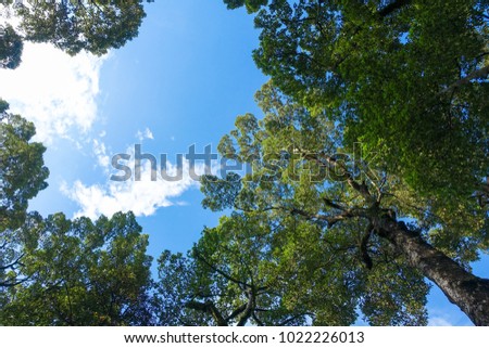 Royalty high quality free stock image of  green forest. Tree with green leaves and sun light. Bottom view background. View of green tree from bottom up. Look up under the tree