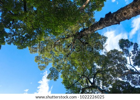 Royalty high quality free stock image of  green forest. Tree with green leaves and sun light. Bottom view background. View of green tree from bottom up. Look up under the tree