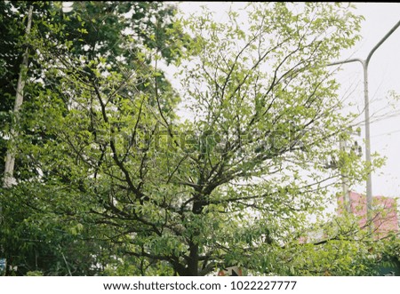 tree with film camera