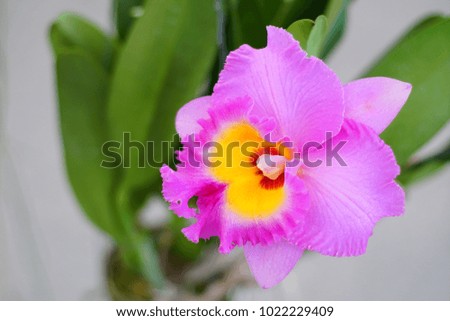 The beautiful orchids in Thailand. Selective focus and free space for text.