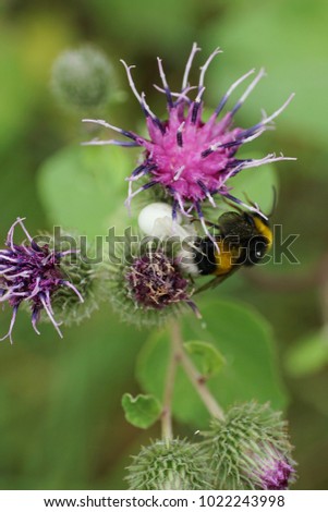  Close-up side view of Caucasian floral white spider Spider Misumena grabbing yellow-black bumblebee Bombus lucorum on purple inflorescence of burdock in summer                              