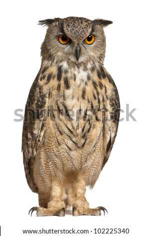 Eurasian Eagle-Owl, Bubo bubo, a species of eagle owl, standing in front of white background