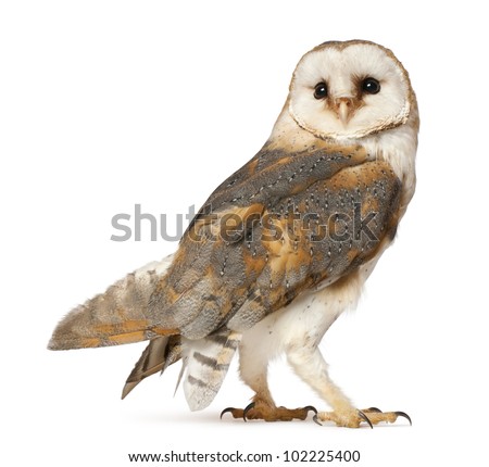 Barn Owl, Tyto alba, standing in front of white background