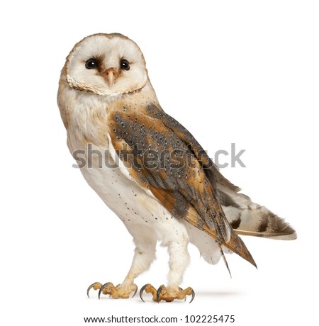 Barn Owl, Tyto alba, standing in front of white background