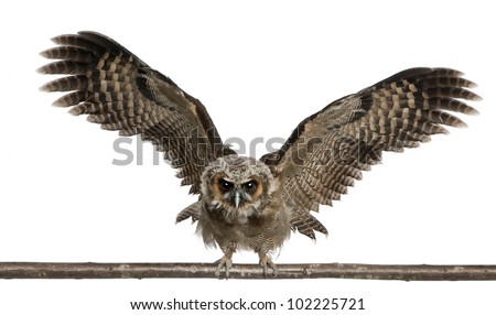 Portrait of Brown Wood Owl, Strix leptogrammica, flying in front of white background, six months old