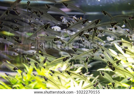 Kryptopterus bicirrhis - Asian glass catfish Royalty-Free Stock Photo #1022270155