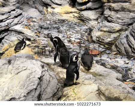 Wild animals. Penguins and rocks.