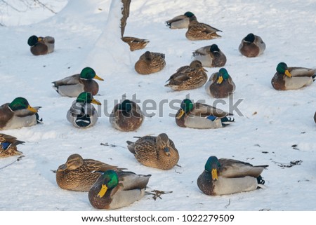 beautiful birds near ice with winter snow