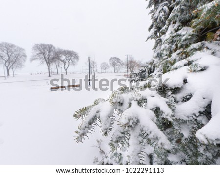 Close up view of a snow covered evergreen pine tree branch and needles with a winter wonderland snowy landscape background with park benches beyond at a lakefront park in the Chicagoland area.