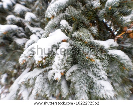 Vivid Close up view of a snow covered evergreen pine tree branches and needles making for a beautiful winter wonderland snowy landscape background image or wallpaper.