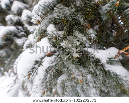 Vivid Close up view of a snow covered evergreen pine tree branches and needles making for a beautiful winter wonderland snowy landscape background image or wallpaper.