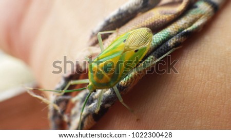 macro shot of small yellow and green bug
