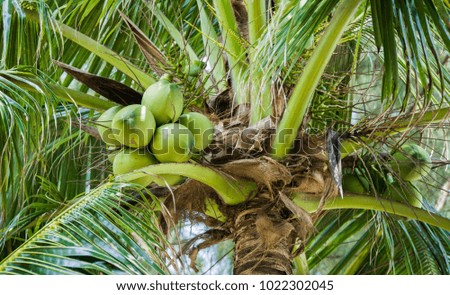 Coconut tree ,Green coconut on the tree