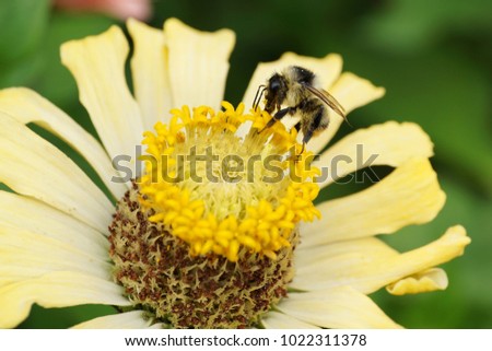  Macro view of a Caucasian gray striped little bumblebee Bombus serrisquama collecting nectar in a yellow inflorescence yellow flower Zinnia                              