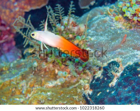 Nemateleotris magnifica, the Fire Goby, Fire Fish, Fire Dartfish, or Red Fire Goby is a marine dartfish.
This fish is most commonly found near the substrate of the upper reef in tropical marine waters