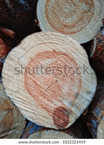Wood rings of cut tree trunk. Texture of wooden surface with cracks and knots