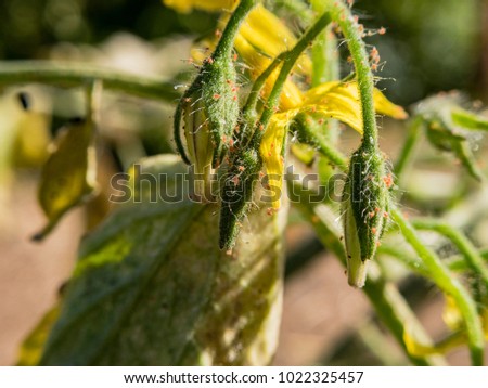 Pests - small red spider on the tomato plant, harming the plant