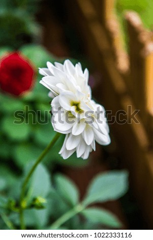 White Dhalia flower in the park, Thailand.
