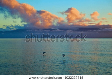 Birds flying over the sea at sunrise