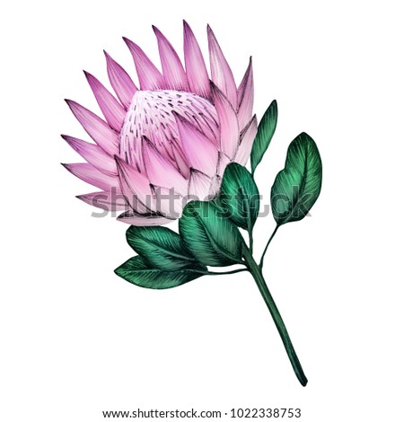 Protea flower illustration isolated on white background.