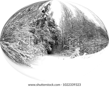 Winter forest after snowfall. Winter landscape in nature
