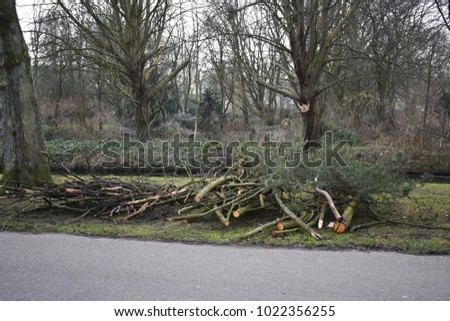 Close up of a large pile of cut down tree branches, left on the side of the road, in a park.